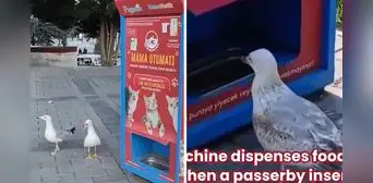 Gaviotas aprenden a maullar como gatos para que dispensador les dé comida: "Ser bilingüe te abre puertas" Gaviotas aprenden a maullar como gatos para que dispensador les dé comida: "Ser bilingüe te abre puertas"