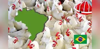 Perú suspende importación de productos avícolas de Brasil por riesgo de Influenza Aviar Perú suspende importación de productos avícolas de Brasil por riesgo de Influenza Aviar