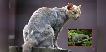 Un felino depredador que se pensaba extinto reaparece en su hábitat natural después de 40 años