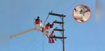 Rebaño de ovejas muere electrocutado tras ser impactado por cable de media tensión en Piura Rebaño de ovejas muere electrocutado tras ser impactado por cable de media tensión en Piura