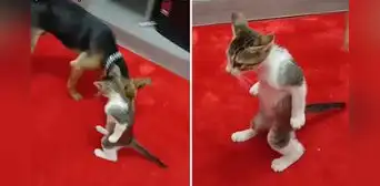Gatito quedó ‘petrificado’ al acercarse un perro y video desata divertidas reacciones: "No me podía mover" Gatito quedó ‘petrificado’ al acercarse un perro y video desata divertidas reacciones: "No me podía mover"