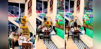 Se disfraza de capibara para divertir a niños en restaurante y se cae bajando las escaleras: "Mi primera chamba"