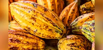 Países de América Latina fueron excluidos del bloqueo de exportaciones de cacao y seguirá sin trabas en Europa Países de América Latina fueron excluidos del bloqueo de exportaciones de cacao y seguirá sin trabas en Europa