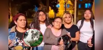 Vecinos denuncian envenenamiento masivo de gatitos en San Luis: al menos siete animalitos han muerto Vecinos denuncian envenenamiento masivo de gatitos en San Luis: al menos siete animalitos han muerto