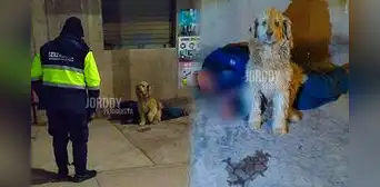 Perrito conmueve al no separarse de su dueño que dormía en una calle de Cusco, pese al intenso frío: “El verdadero amigo fiel” Perrito conmueve al no separarse de su dueño que dormía en una calle de Cusco, pese al intenso frío: “El verdadero amigo fiel”