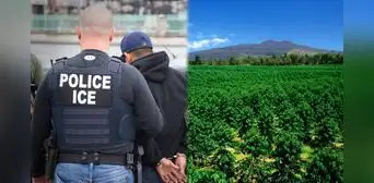 Nuevo objetivo en redadas de inmigración en EEUU: ICE está arrestando a trabajadores del sector agrícola de este estado