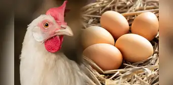 Los científicos por fin tienen la respuesta a la eterna pregunta: “¿Qué fue primero, el huevo o la gallina?"