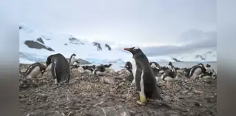 La Antártida tiene un salvador: el guano de los pingüinos salvarían al continente conservándolo fresco La Antártida tiene un salvador: el guano de los pingüinos salvarían al continente conservándolo fresco
