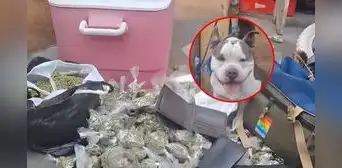 Ocultaban kilos de droga y armas de fuego en la casa de su pitbull: PNP desarticula clan familiar en Santa Anita Ocultaban kilos de droga y armas de fuego en la casa de su pitbull: PNP desarticula clan familiar en Santa Anita
