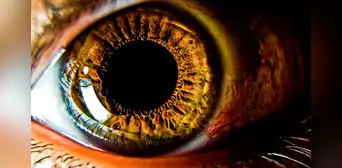 Estudio científico plantea el uso de nanopartículas de oro para restaurar la vista mediante "una nueva prótesis de retina" Estudio científico plantea el uso de nanopartículas de oro para restaurar la vista mediante "una nueva prótesis de retina"