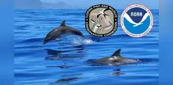 Pescador de Florida es condenado a prisión y una multa de US$51.000 por disparar y envenenar delfines en el Golfo de México Pescador de Florida es condenado a prisión y una multa de US$51.000 por disparar y envenenar delfines en el Golfo de México