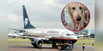 Denuncian a Aeroméxico por presunto maltrato animal a perrita Maple en vuelo a CDMX: aerolínea responde Denuncian a Aeroméxico por presunto maltrato animal a perrita Maple en vuelo a CDMX: aerolínea responde