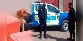 Perrito hace llorar a miles al quedarse al lado del cuerpo de su dueño fallecido en un parque de Juliaca Perrito hace llorar a miles al quedarse al lado del cuerpo de su dueño fallecido en un parque de Juliaca