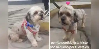Perrito perdido 'llora' desconsolado en busca de sus dueños y conmueve en redes: "Está muy triste"