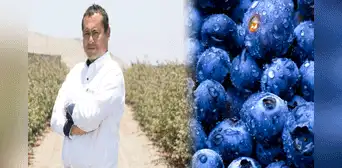 El ingeniero peruano que convirtió al Perú en el mayor productor de arándanos del mundo: solo invirtió S/1.000 El ingeniero peruano que convirtió al Perú en el mayor productor de arándanos del mundo: solo invirtió S/1.000