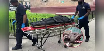 Bebé muere atacada por el perro de la familia mientras dormía con sus padres en Nueva York Bebé muere atacada por el perro de la familia mientras dormía con sus padres en Nueva York