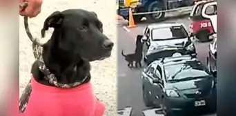 Mujer abandona a perrita y su cría en plena pista en San Miguel: cámaras captan el cruel acto