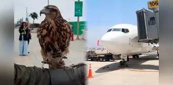 Un halcón y 11 gavilanes patrullarán y despejarán el espacio aéreo en el nuevo aeropuerto Jorge Chávez Un halcón y 11 gavilanes patrullarán y despejarán el espacio aéreo en el nuevo aeropuerto Jorge Chávez