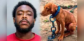 Liberan a hombre acusado de arrastrar cruelmente a su perro y lanzarlo por las escaleras: pagó una fianza de US$5.000 en Miami Liberan a hombre acusado de arrastrar cruelmente a su perro y lanzarlo por las escaleras: pagó una fianza de US$5.000 en Miami