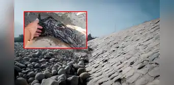 Ica: millones de larvas de camarón mueren ante sequía en el río Pisco