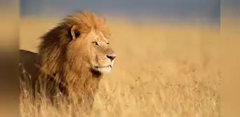 León mata a turista que salió de su carpa para ir al baño en un safari de lujo en Namibia: animal fue sacrificado