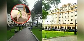 Botan a chanchito de parque en Miraflores: dueña denuncia que Betopocho fue discriminado por "ser un peligro" Botan a chanchito de parque en Miraflores: dueña denuncia que Betopocho fue discriminado por "ser un peligro"