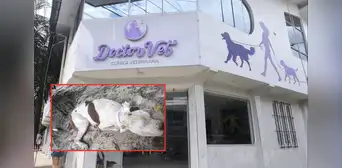 Perrito frustra robo en una vivienda, pero termina atacado con machete por delincuente en Iquitos Perrito frustra robo en una vivienda, pero termina atacado con machete por delincuente en Iquitos