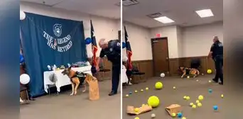 Perrito policía se jubila tras años de servicio: oficiales le hacen una tierna fiesta de despedida