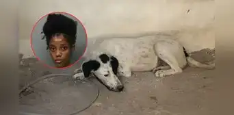 Miami-Dade: arrestan a mujer acusada de dejar perros sin comida ni agua durante más de una semana