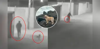 Acusan a pareja por estrangular a perrita en su vivienda en Tacna Acusan a pareja por estrangular a perrita en su vivienda en Tacna
