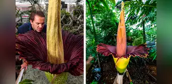 Sabias que la flor más grande del mundo tiene olor a carne podrida, puede alcanzar los 3 metros de altura y pesar 11 kilogramos Sabias que la flor más grande del mundo tiene olor a carne podrida, puede alcanzar los 3 metros de altura y pesar 11 kilogramos
