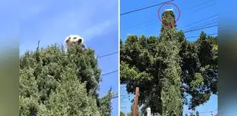 Perrito trepó a la cima de un árbol de 5 metros y sorprende a todos: “En su otra vida era gato” Perrito trepó a la cima de un árbol de 5 metros y sorprende a todos: “En su otra vida era gato”