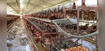Peruanos demandan conocer el origen de los huevos que consumen Peruanos demandan conocer el origen de los huevos que consumen