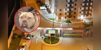 Vecinos de SJM denuncian matanza de 8 perritos en solo una semana: fueron envenenados con spray y "bocado" Vecinos de SJM denuncian matanza de 8 perritos en solo una semana: fueron envenenados con spray y "bocado"