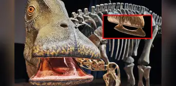 El 'Nigersaurus', el asombroso dinosaurio que tenía 500 dientes afilados como cuchillas y los remplazaba cada 14 días El 'Nigersaurus', el asombroso dinosaurio que tenía 500 dientes afilados como cuchillas y los remplazaba cada 14 días
