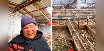 Adulta mayor rompe en llanto al ver que delincuentes le robaron sus 500 cuyes en Huancayo Adulta mayor rompe en llanto al ver que delincuentes le robaron sus 500 cuyes en Huancayo