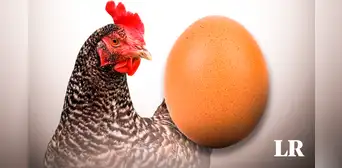 Los científicos por fin tienen la respuesta a la eterna pregunta: “¿Qué fue primero, el huevo o la gallina?" Los científicos por fin tienen la respuesta a la eterna pregunta: “¿Qué fue primero, el huevo o la gallina?"
