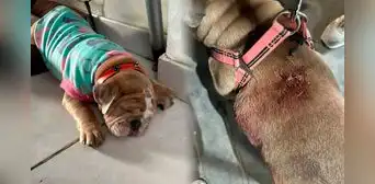 Apuñalan a perrita bulldog de un año cuando paseaba con su dueña en Trujillo