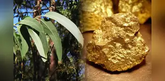 Científicos descubren que un árbol muy común en el mundo es capaz de extraer el oro del suelo y acumularlo en sus hojas y ramas Científicos descubren que un árbol muy común en el mundo es capaz de extraer el oro del suelo y acumularlo en sus hojas y ramas