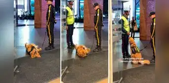 Perro policía descansaba en el trabajo hasta que llegó su jefe: "Por qué no le avisaron"