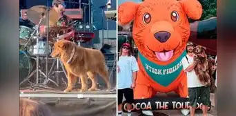 Perrito es adoptado por banda de reggae y ahora va de gira con ellos: "Es el integrante más famoso" Perrito es adoptado por banda de reggae y ahora va de gira con ellos: "Es el integrante más famoso"