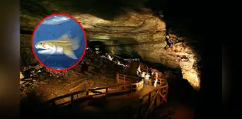 Dos nuevas especies marinas de hace 325 millones de años son descubiertas dentro de la cueva más grande del mundo