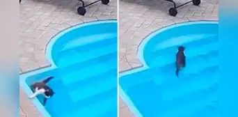 Gato curioso se cae en la piscina y parece que se ahoga: recuerda que sabe nadar y sale tranquilo Gato curioso se cae en la piscina y parece que se ahoga: recuerda que sabe nadar y sale tranquilo