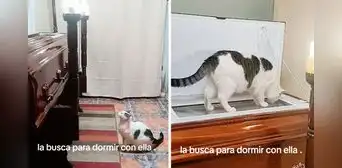 Gatito conmueve en pleno velorio al subir e intentar ingresar al ataúd de su dueña fallecida Gatito conmueve en pleno velorio al subir e intentar ingresar al ataúd de su dueña fallecida