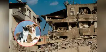 ¿Sabes qué hacer con tu mascota durante un sismo? Estas recomendaciones pueden salvarle la vida ¿Sabes qué hacer con tu mascota durante un sismo? Estas recomendaciones pueden salvarle la vida