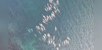 Científicos revelaron los 2 animales marinos que se adaptaron tanto en el océano y ya no podrán volver a tierra Científicos revelaron los 2 animales marinos que se adaptaron tanto en el océano y ya no podrán volver a tierra