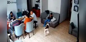 Perrito sorprende al ladrar con desesperación antes de temblor de 6,1 en Lima, pero su familia no le hizo caso: “¿Predijo el sismo?” Perrito sorprende al ladrar con desesperación antes de temblor de 6,1 en Lima, pero su familia no le hizo caso: “¿Predijo el sismo?”
