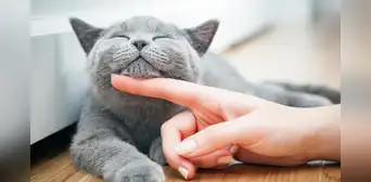Descubre qué dice la psicología de las personas que aman a los gatos: características y rasgos únicos Descubre qué dice la psicología de las personas que aman a los gatos: características y rasgos únicos