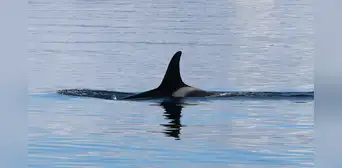 Científicos descubren que apareció un temible depredador que está ahuyentando a los grandes tiburones blancos de su hábitat Científicos descubren que apareció un temible depredador que está ahuyentando a los grandes tiburones blancos de su hábitat