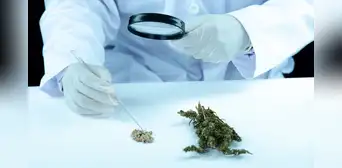 Estudio científico sugiere que el consumo de marihuana aumenta hasta 6 veces los riegos de sufrir un ataque cardíaco y ACV